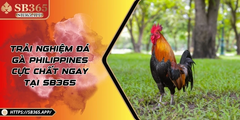 Trải Nghiệm Đá Gà Philippines Cực Chất Ngay Tại SB365
