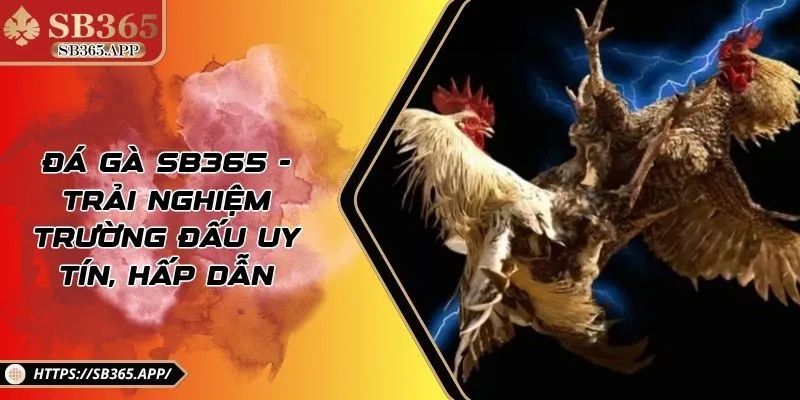 Đá Gà SB365 - Trải Nghiệm Trường Đấu Uy Tín, Hấp Dẫn