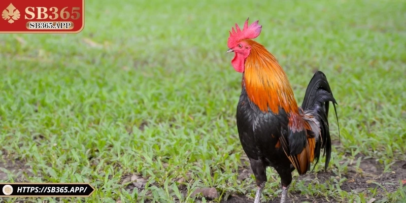 Hình ảnh chân thực mang đến cảm giác như đang có mặt tại sới gà